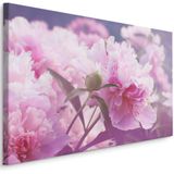 Schilderij - Roze Pioenrozen , print op  canvas, premium print , Wanddecoratie