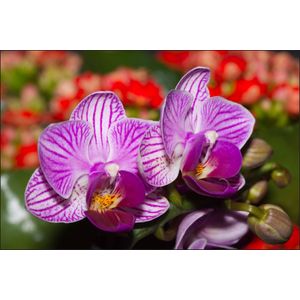Fotobehang - Prachtige Orchidee, Paars, in 11 maten, Premium print, incl behanglijm