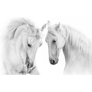 Fotobehang - Twee Schimmels, Paarden, zwart/wit, premium print, inclusief behanglijm