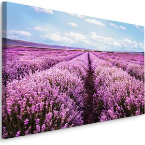 Schilderij - Bloeiend Lavendel Veld, Paars/blauw, Premium Print