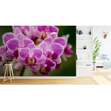 Fotobehang - Prachtig boeketje Orchideeën,  in 11 maten, Premium Print, Incl Behanglijm