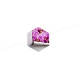 Fotobehang - Prachtig boeketje Orchideeën,  in 11 maten, Premium Print, Incl Behanglijm