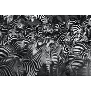 Schilderij - Zebra kudde,  2 maten, Premium print