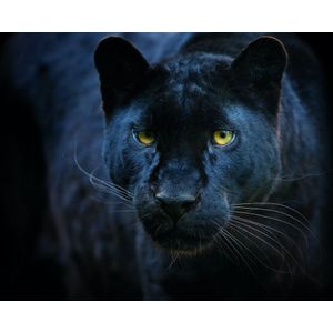 Schilderij - Zwarte panter,  2 maten, Premium print