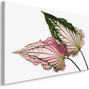 Schilderij - Caladium Bladeren, Groen/roze, premium Print