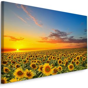 Schilderij - Zonnebloemen veld bij zonsondergang, multi-gekleurd, 4 maten, premium print