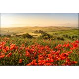 Fotobehang - Veld vol Klaprozen, rood/groen, Prachtig vergezicht, 11 maten, incl behanglijm