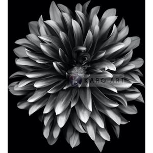 Schilderij - Dahlia Zwart-Wit , 3 maten , Premium print