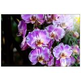 Fotobehang - Prachtige Orchideeën, Paars, in 11 maten te koop, inclusief behanglijm