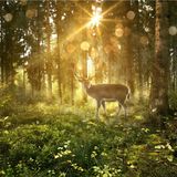 Fotobehang - Hert in zonnig bos, premium print, inclusief behanglijm