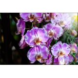 Fotobehang - Prachtige Orchideeën, Paars, in 11 maten te koop, inclusief behanglijm