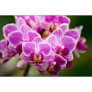 Fotobehang - Prachtig boeketje Orchideeën,  in 11 maten, Premium Print, Incl Behanglijm