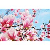 Schilderij - Roze magnolia in volle bloei, 2 maten, premium print , Multikleur