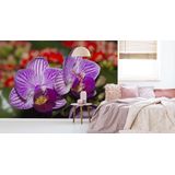 Fotobehang - Prachtige Orchidee, Paars, in 11 maten, Premium print, incl behanglijm