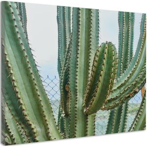 Schilderij - Cactus in detail, groen, premium print, wanddecoratie