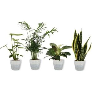 WL Plants - Monstera Deliciosa Mosstok - Kamerplanten - Monstera - Gatenplant - Inclusief Mosstok - ± 65cm hoog – 19cm diameter - In Kweekpot