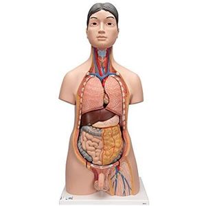 3B Scientific menselijke anatomie - Japanse tweelagige torso, 18-delig + gratis anatomiesoftware - 3B Smart Anatomy