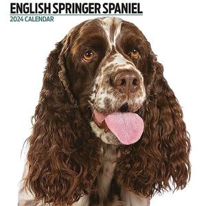 Engelse Springer Spaniel Moderne 2024 Kalender