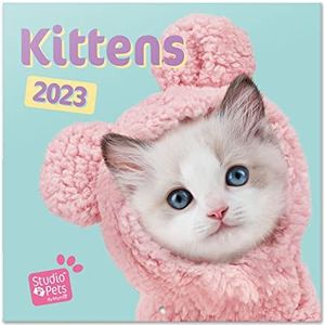 Grupo Erik CP23060 Kalender 2023 Studio Pets Kittens - Wandkalender 12 Maanden - Broschürenkalender 2023 30x30 cm - Fsc-gecertificeerde wandkalender - +Bonus 4 maanden