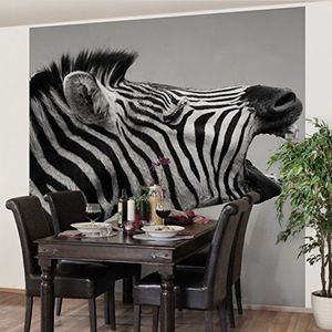 Apalis Vliesbehang brullend zebra II fotobehang vierkant | vliesbehang wandbehang muurschildering foto 3D fotobehang voor slaapkamer woonkamer keuken | grootte: 192x192 cm, grijs, 95263