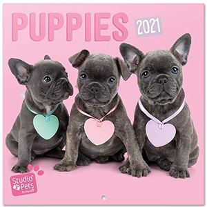 Erik - Studio Huisdieren Puppies Wandkalender 2021 30,0 x 30,0 cm