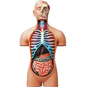 EXPLORA - Romp - Anatomie van het menselijk lichaam - 546080 - Realistisch model van 54 onderdelen - Montagehandleiding en educatieve quiz - Ontdekkingsset - Vanaf 8 jaar