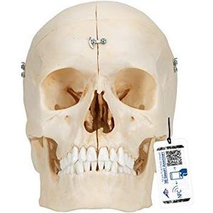 3B Scientific BonElike 3B Smart Anatomy Menselijke anatomie met enkels en schedelmodel, 6-delig + gratis anatomiesoftware