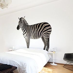 Apalis Vliesbehang dik zebra fotobehang vierkant | vliesbehang wandbehang wandschilderij foto 3D fotobehang voor slaapkamer woonkamer keuken | Grootte: 240x240 cm, meerkleurig, 97585