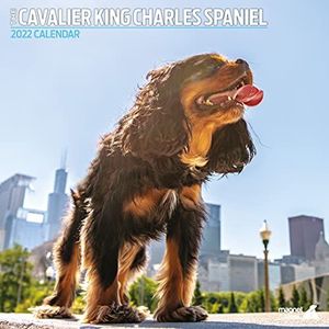 Cavalier King Charles Spaniel Traditionele 2022 kalender