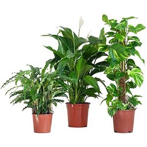 BloomPost luchtzuiverende box, kamerplanten, weinig onderhoud, kamerplanten, eenvoudig te kweken, planten voor op kantoor