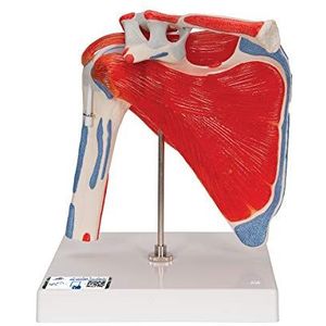 3B Scientific A880 Schoudergewricht met rotator cuff, 5-delig + gratis anatomiesoftware - 3B slimme anatomie