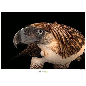 Philippine Eagle - Grootte: 70 x 50 cm - Komar, muurschildering, posters, kunstdruk (zonder lijst), National Geographic