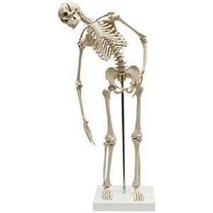 Ruedige Anatomie MI200.2 Mini skelet model met flexibele wervelkolom
