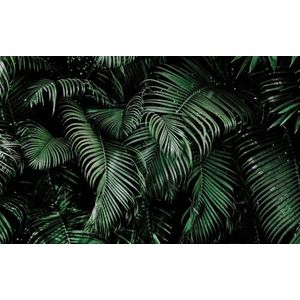 Rasch Behang 363104 - Fotobehang op vlies met palmbladeren in groen en zwart uit de collectie Magicwalls - 2,65 m x 4,24 m (l x b)