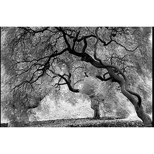 BEELD BEHANG PAPERMOON, Mystic Trees Black & White, VLIES Fotobehang, digitale druk, incl. lijm, verschillende maten