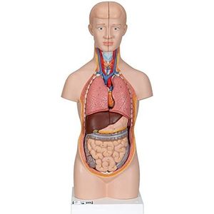 3B Scientific B22 Mini-torso, 12-delig + gratis anatomiesoftware - 3B slimme anatomie
