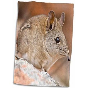 3dRose"" Cape Elephant Shrew, Bushman's Kloof, Zuid-Afrika-Af42 Rbe0003, Ralph H/Bendjebar Handdoek, Wit, 15 x 22-Inch