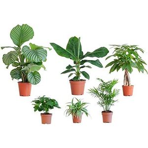 BloomPost Diervriendelijke box L — Kamerplanten — Onderhoudsarm — Kamerplanten — Makkelijk te kweken — Planten voor op kantoor