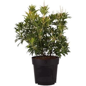 Japanse Andromeda 'Forest Flame': groenblijvende sierstruik, compact, decoratief blad, rode uitsteeksels, gemakkelijk te onderhouden, het hele jaar door aantrekkelijk.
