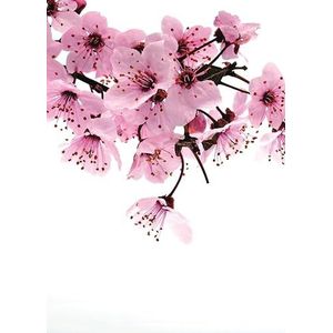 Rasch behang 890600 - fotobehang op vlies met kersenbloesem in roze, bruin en wit uit de collectie Magicwalls - 2,65 m x 2,12 m (L x B)