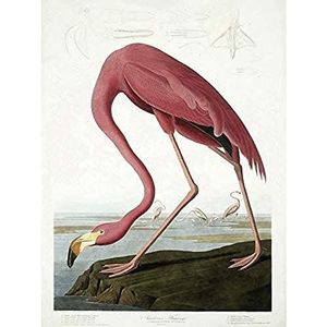 Wee Blue Coo Audubon Amerikaanse Flamingo Unframed Wall Art Print Poster Home Decor Premium