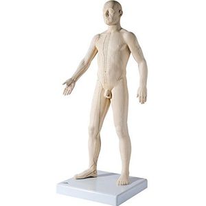 3B Scientific Acupunctuurmodel, mannelijk