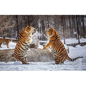 BEELD BEHANG PAPERMOON, strijd tegen Siberische tijger, vlies fotobehang, digitale druk, incl. lijm, verschillende maten