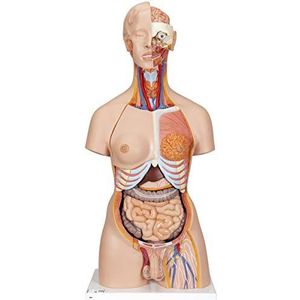 3B Scientific menselijke anatomie – luxe torso met open rug, 28-delig. + gratis anatomiesoftware – 3B Smart Anatomy.
