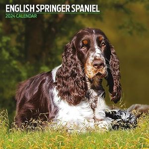 Engelse Springer Spaniel Traditionele 2024 Kalender