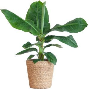 BloomPost Musa Dwarf Cavendish Plant - 70-80 cm + mand - Kamerplant - Kamerplant - Onderhoudsarme kamerplant - Eenvoudig te kweken kantoorplanten voor thuis -Inclusief pot