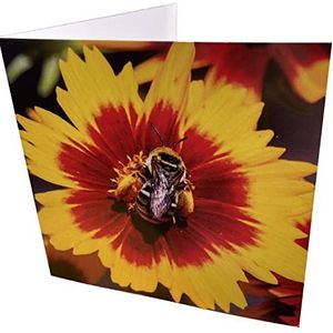 Bijen en vlinder vierkant blanco verjaardagskaart