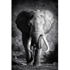 Scenolia afbeelding van acrylglas olifant Solitaire 40 x 60 cm – wanddecoratie – fotografie Savanne Afrika – eenvoudig aan te brengen en HD-kwaliteit
