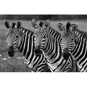BEELD BEHANG PAPERMOON, Zebras zwart / wit, VLIES fotobehang, digitale druk, incl. Klester, verschillende maten