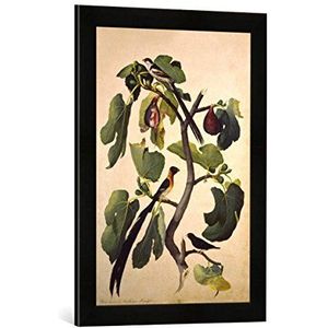 Ingelijste afbeelding van Botanic Ficus Carica, Emberiza Paradisea, kunstdruk in hoogwaardige handgemaakte fotolijst, 40 x 60 cm, mat zwart